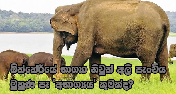 මින්නේරියේ භාග්‍යා නිවුන් අලි පැංචිය මුහුණ පෑ ‘අභාග්‍යය’ කුමක්ද?