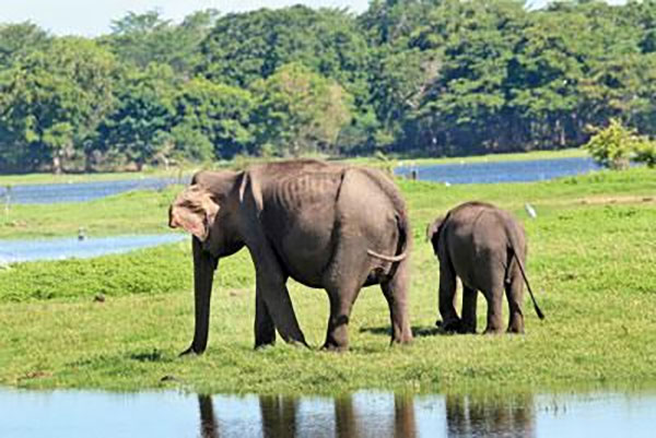 වගා හානි වන සත්ව ලැයිස්තුවෙන් වන අලියා ඉවතට