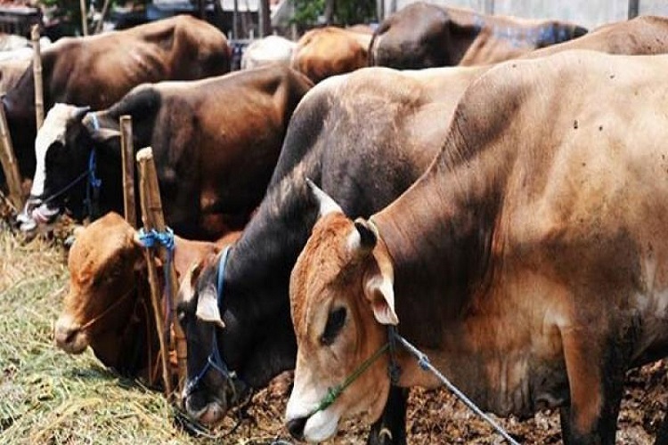 ගව ඝාතනය තහනම් කිරීමට සැරසෙයි.