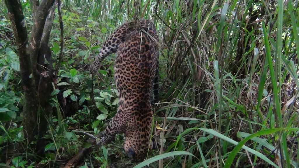 කඳුකර කොටියෙක් උගුලකට බිලි