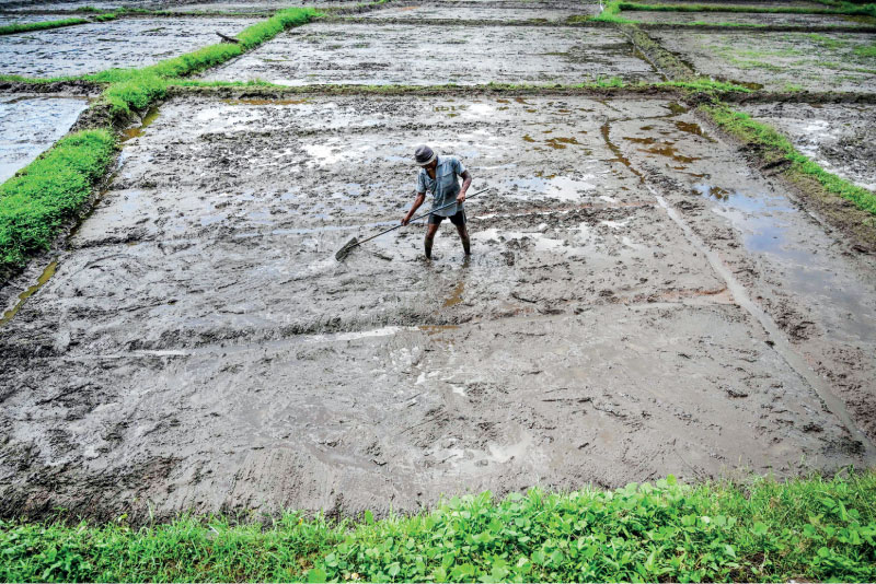 වප් මඟුල ද ලොප් වෙයි; පොහොර හිඟය උග්‍රම අතට