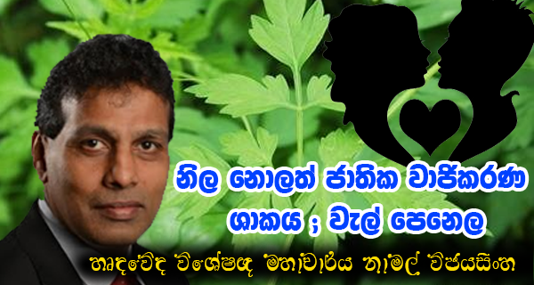 නිල නොලත් ජාතික වාජීකරණ ශාඛය-වැල්පෙනෙල