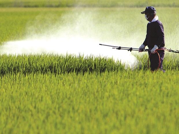 “මේ මහ කන්නයට පළිබෝධ නාශක දෙන්න බෑ”-සමාගම් කියයි