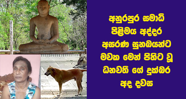 අනුරපුර සමාධි පිළිමය අද්දර අසරණ සුනඛයන්ට මවක මෙන් පිහිට වූ ධනවතී ගේ දුක්බර අද දවස