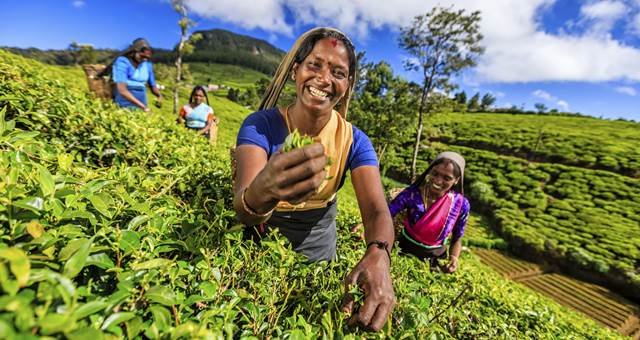 තේ වගාවට රසායනික පොහොර ආනයනයට පියවර