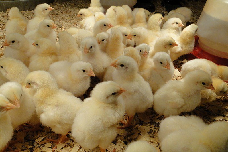 ගෑස් කාන්දුවක් නිසා හට ගත් ගින්නකින් කුකුළු පැටවුන් තුන් දහසක් මරුට