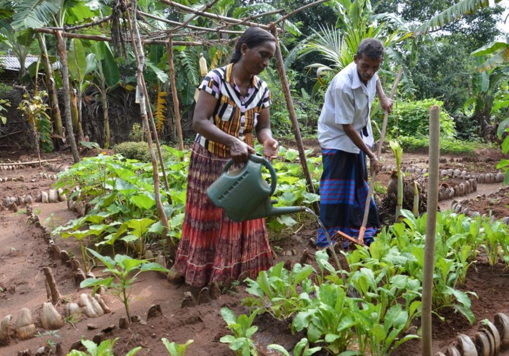 ලබන වසර මුල එළවළු හිඟයක්