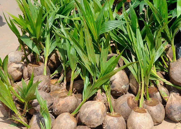 හොර පොල් පැළ රට පුරාම