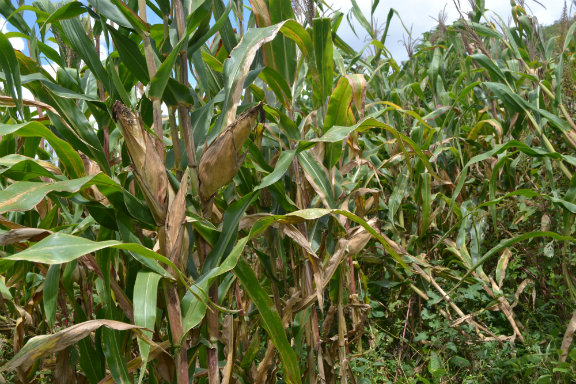 හඳපාන්ගල බඩ ඉරිඟු වගා විනාශයක්