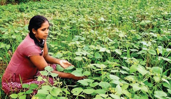 වී වවන්න බැරි කුඹුරු මුං වගාවට