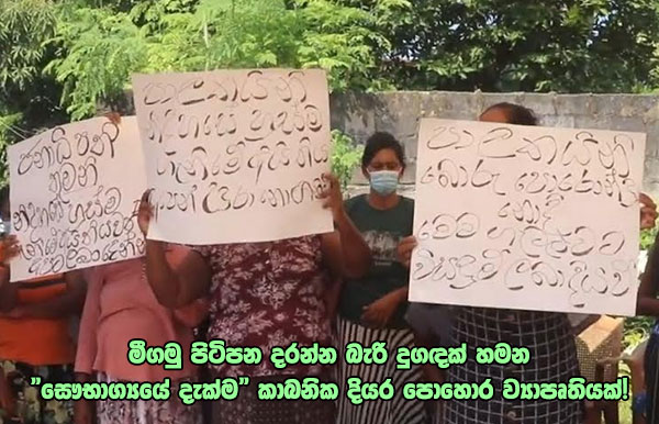 මීගමු පිටිපන දරන්න බැරි දුගඳක් හමන “සෞභාග්‍යයේ දැක්ම” කාබනික දියර පොහොර ව්‍යාපෘතියක්!