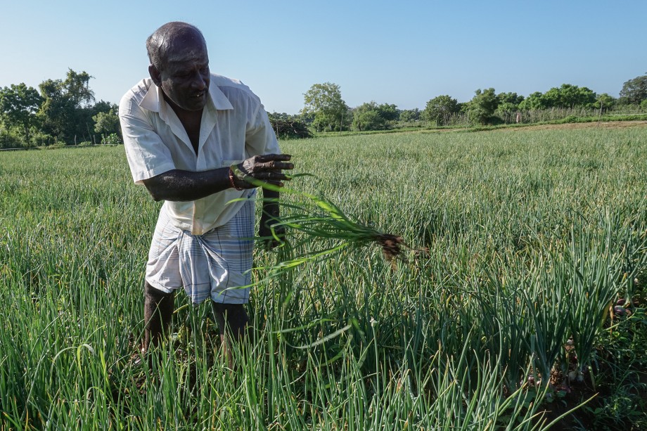 අදූරදර්ශී තීරණ නිසා කෘෂි අස්වනු පහළට