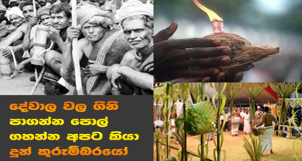 දේවාල වල ගිනි පාගන්න පොල් ගහන්න අපට කියා දුන් කුරුම්බරයෝ