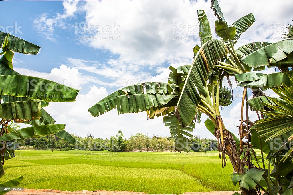 හම්බන්තොට දිසාවේ වී වගා පසුබෑමක්