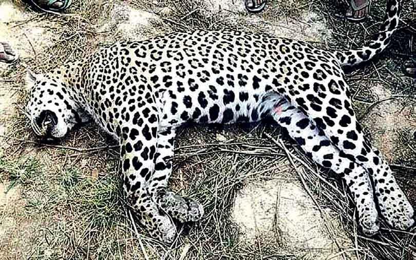 විදුලිපුර තේ වත්තක දිවියකුගේ තුවාල සහිත මළ සිරුරක්