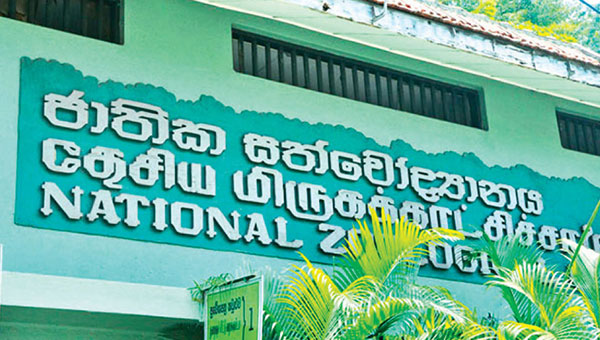 දෙහිවල ජාතික සත්වෝද්‍යානයේ බිත්තර විකිණීමේ ජාවාරමක්