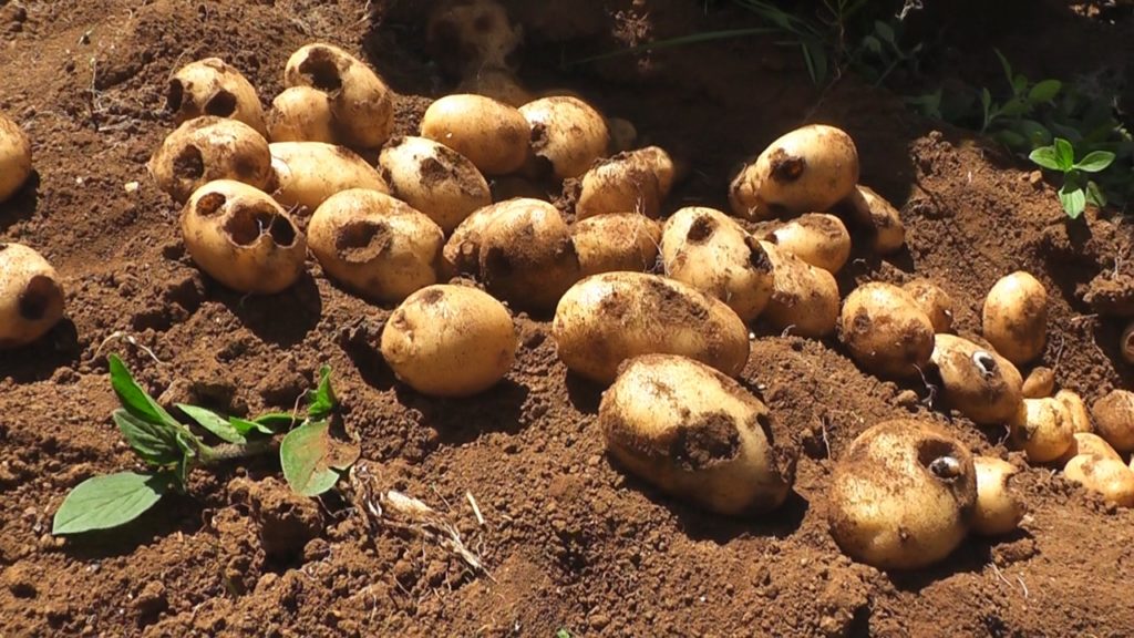 කාබනික පෙහොර යෙදූ වැලිමඩ අර්තාපල් වගා අස්වැන්න පණුවෝ කාලා