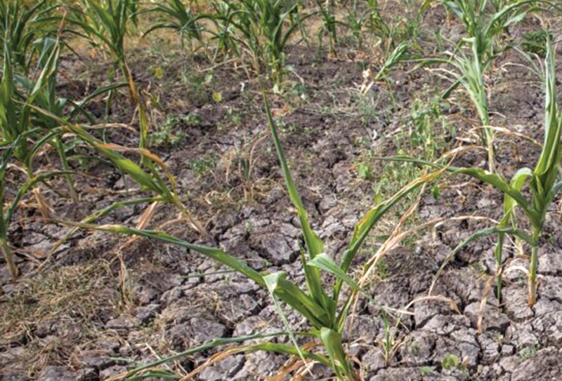 මහ කන්නයේ වගා හානි වන්දි දීම ඇරඹෙයි