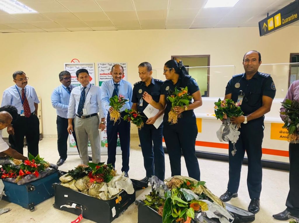 තායිලන්තයෙන් ගෙනා රුපියල් කෝටියක ඇන්තූරියම් පැළ 400ක් කටුනායක දී අත් අඩංගුවට