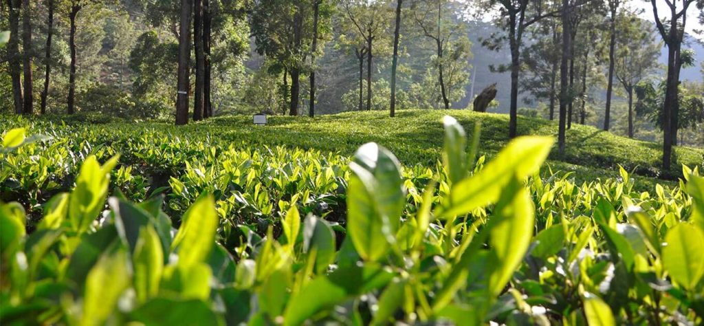 තේ නිෂ්පාදනයත් පහළට