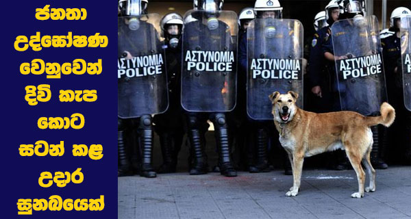 ජනතා උද්ඝෝෂණ වෙනුවෙන් දිවි කැප කොට සටන් කළ උදාර සුනඛයෙක්