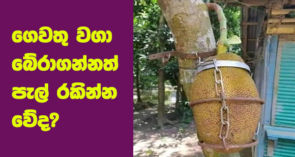 ගෙවතු වගා බේරාගන්නත් පැල් රකින්න වේද?