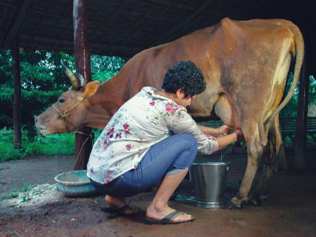 දියර කිරි නිෂ්පාදකයන්ට ඇමරිකානු ආධාර