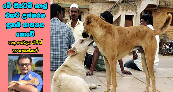 මේ සිස්ටම් ෆේල් එකට උත්තරය සුනඛ ඝාතනය නොවේ