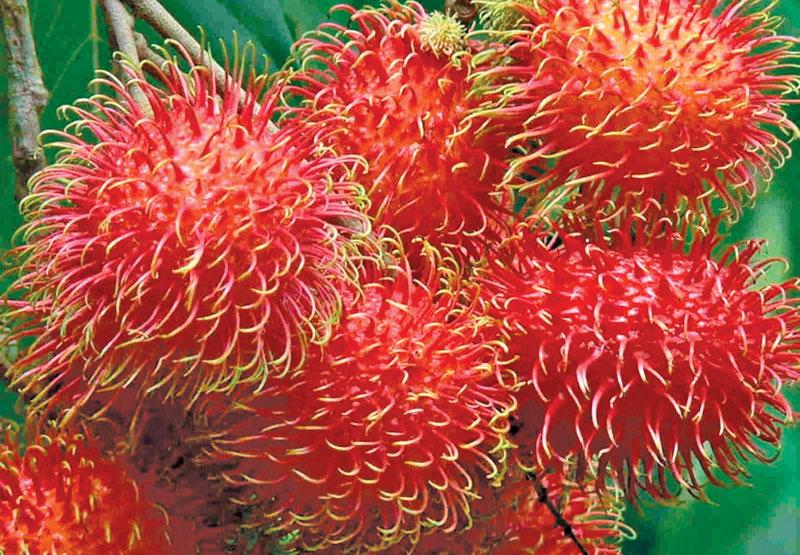 ඉදිරි රඹුටන් ඵලදාවේත් අඩුවක්