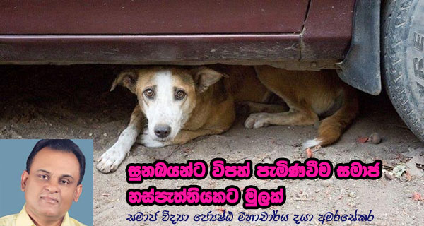 සුනඛයන්ට විපත් පැමිණවීම සමාජ නස්පැත්තියකට මුලක්