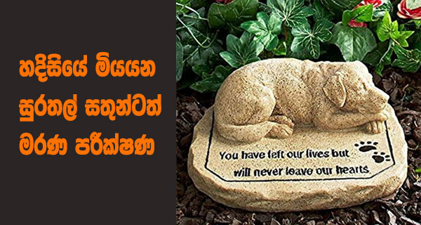 හදිසියේ මියයන සුරතල් සතුන්ටත් මරණ පරීක්ෂණ