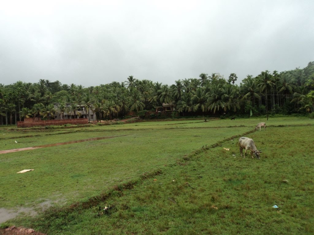 පුරන් කුඹුරු හෙක්ටයාර් ලක්ෂයක් වගාව සඳහා රජයට පවරා ගැනෙයි