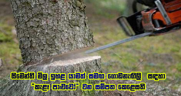 සිමෙන්ති මිල ඉහළ යාමත් සමඟ ගොඩනැඟිලි  සඳහා “කැළෑ පාළුවෝ” වන සම්පත කෙළෙසති