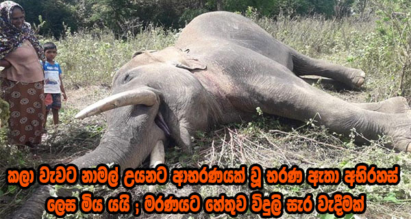 කලා වැවට නාමල් උයනට ආභරණයක් වූ භරණ ඇතා අභිරහස් ලෙස මිය යයි;මරණයට හේතුව විදුලි සැර වැදීමක්