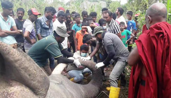 භරණ ඇත් රජු විදුලි සැර වද්දවා මරා දමලා