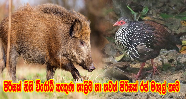 පිරිසක් නීති විරෝධී කැකුණ තැලීම හා තවත් පිරිසක් රජ මඟුල් කෑම
