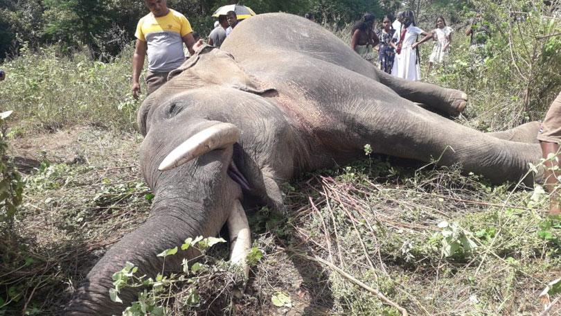 භරණ මැරූ බවට සැක කෙරෙන තිදෙනාට ඇප