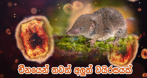 චීනයෙන් තවත් අලුත් වයිරසයක්