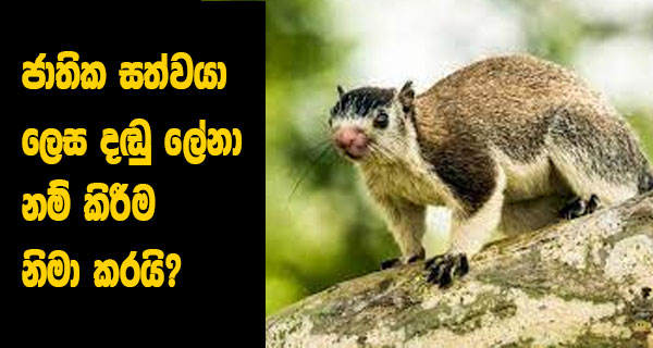 ජාතික සත්වයා ලෙස දඬු ලේනා නම් කිරීම නිමා කරයි?