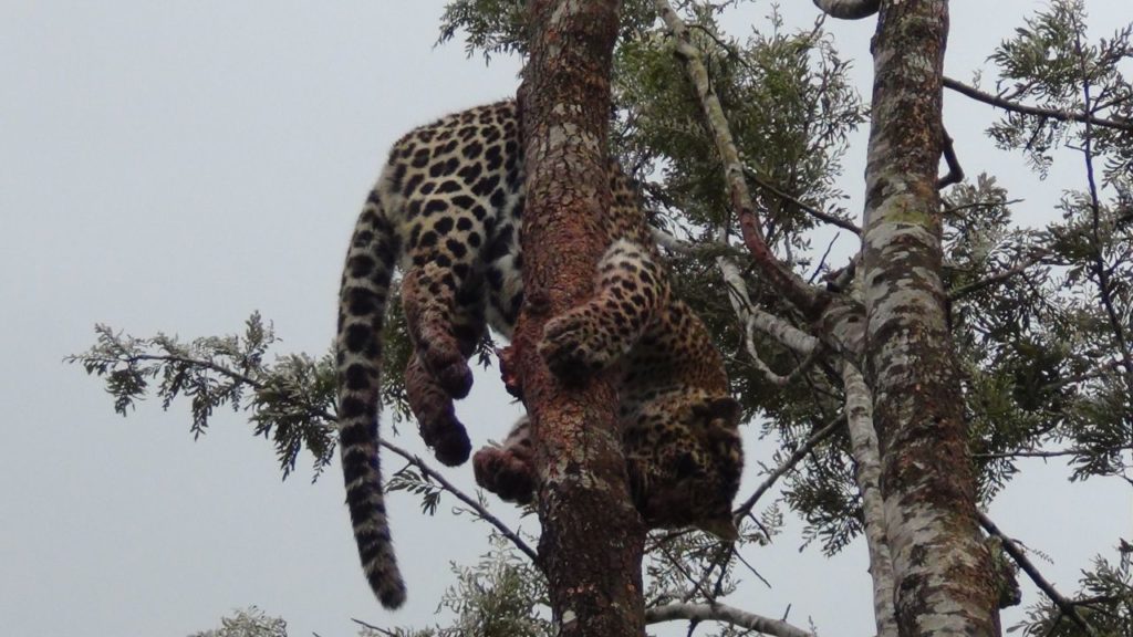 ගසක එල්ලී සිටි දිවියාගේ දිවි බේරා ගැනෙයි