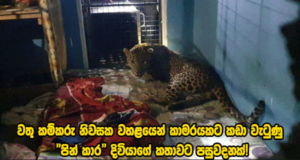 වතු කම්කරු නිවසක වහළයෙන් කාමරයකට කඩා වැටුණු “පින් කාර” දිවියාගේ කතාවට පසුවදනක්!