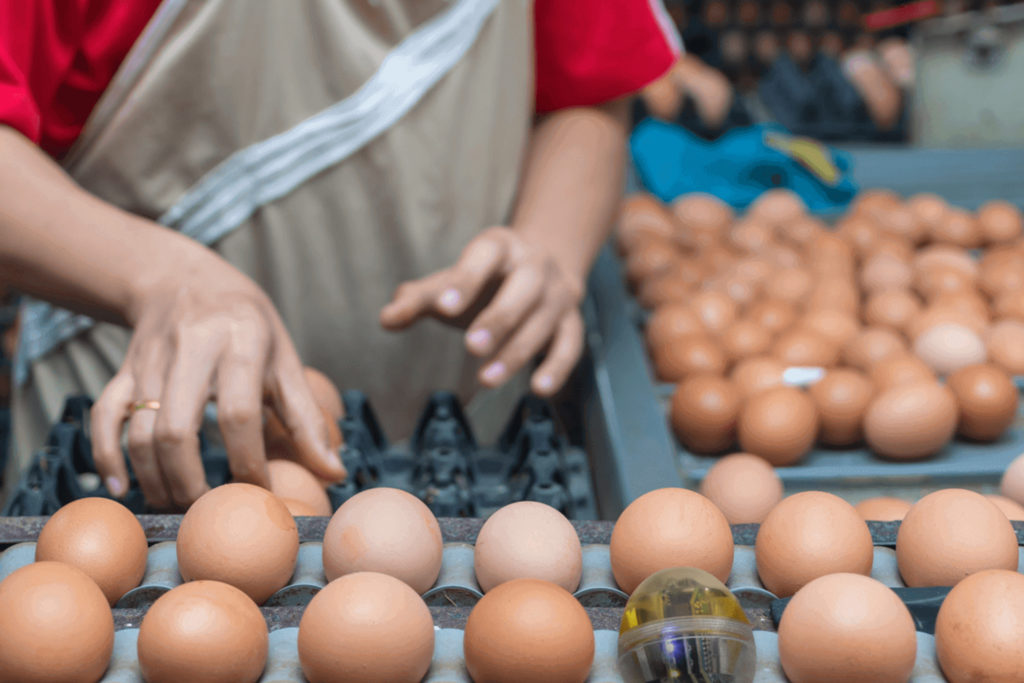 බිත්තර හිඟය පිටු දකින්න ඉන්දියානු බිත්තර?