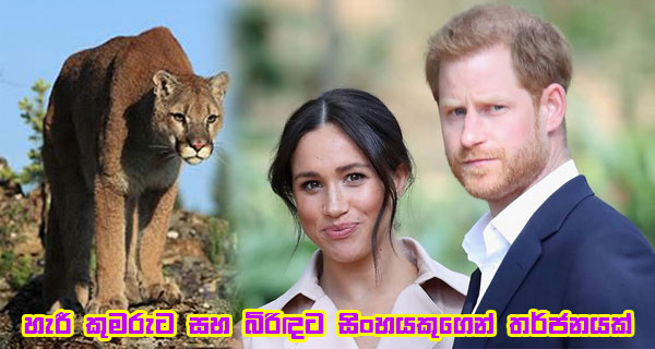 හැරී කුමරුට සහ බිරිඳට සිංහයකුගෙන් තර්ජනයක්