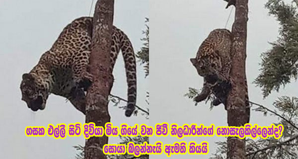 ගසක එල්ලී සිටි දිවියා මිය ගියේ වන ජීවී නිලධාරීන්ගේ නොසැලකිල්ලෙන්ද? සොයා බලන්නැයි ඇමති කියයි