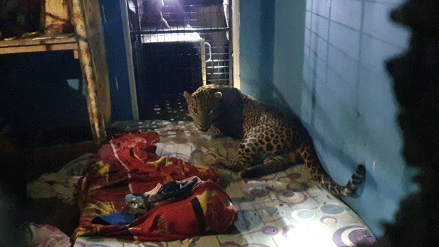 බලු දඩයමේ ආ දිවියෙක් කාමරයක් ඇතුළට “කඩා පාත් වෙලා”