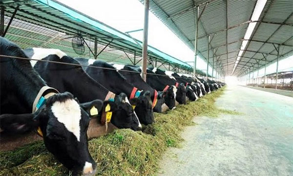 රජයේ සත්ව ගොවිපොළවල් බදුදීමට ටෙන්ඩර්පත් කැඳවයි