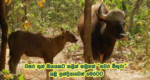 වසර තුන් සියයකට කලින් සමුගත් “ගවර මිතුරා” යළි ඉන්දියාවෙන් මෙරටට