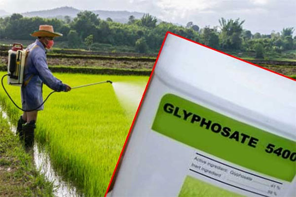 ග්ලයිෆොසෙට් තහනම ඉවත් කරන්න කෘෂිකර්ම අමාත්‍යාංශය සූදානම්