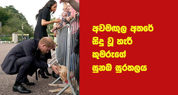 අවමඟුල අතරේ සිදු වූ හැරී කුමරුගේ සුනඛ සුරතලය