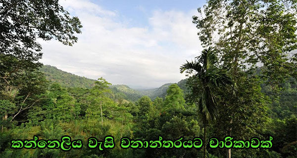 kanneliya